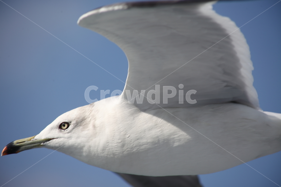 갈매기,바다새,대형조류,commongull,mewgull,laruscrassirostris,괭이갈매기,동물,animal,조류,새,birds