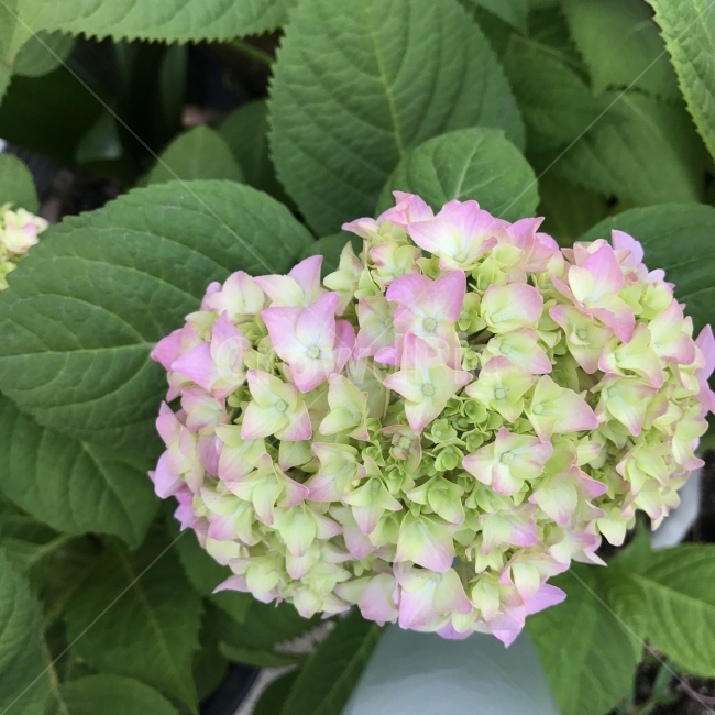 수국,분수국,팔선화,CChineseSweetleaf,Hydrangea,범의귀과,수국속,낙엽활엽관목,토양꽃,관상용,약용,해열제,원예품종,꽃,무성꽃,식물,Flower,식물,자연,plants,nature,꽃,flower