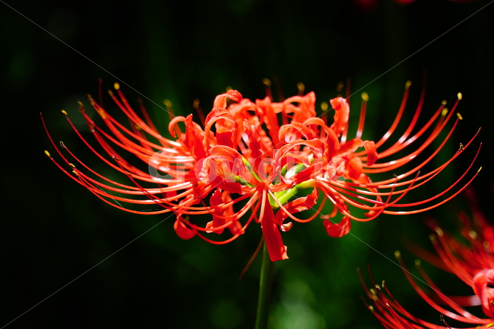 꽃무릇,꽃,식물,플라워,flower,자연,nature,plants,9월,가을,fall,autumn,september,꽃밭,화단,closeup,접사,매크로,마크로,macro,꽃사진,가을꽃,식물,자연,plants,nature,꽃,flower