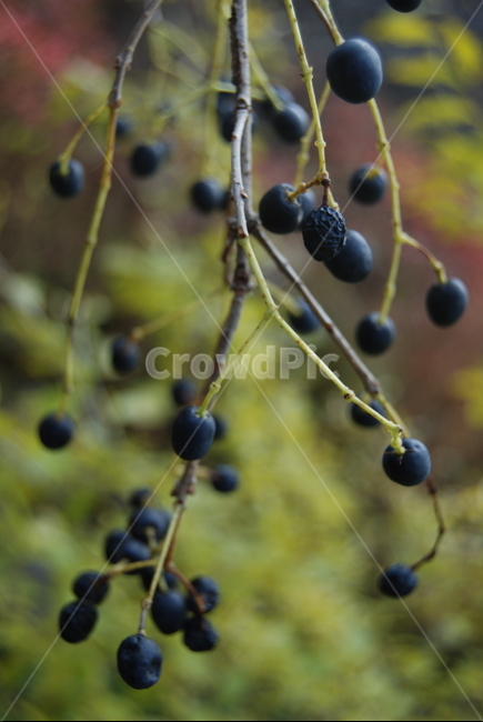회문산,자연,휴양림,공원,열매,식물,자연,plants,nature,과일,열매,fruit