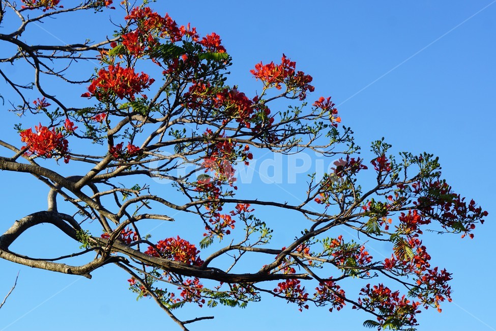 꽃,붉은꽃,나무,자연,식물,하늘,sky,크리스마스트리꽃,모리셔스,외국자연풍경,flower,nature,tree,예쁨,파란하늘,blue,식물,자연,plants,nature,꽃,flower