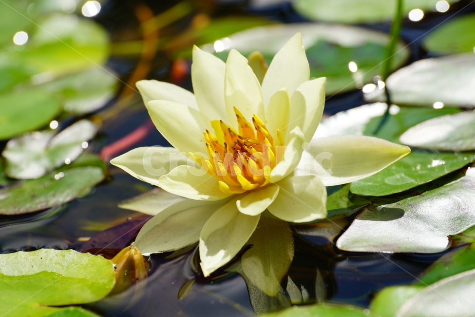 수련,연꽃,식물,연못,플라워,꽃,plants,flower,수생식물,자연,nature,9월,가을,september,fall,autumn,식물,자연,plants,nature,꽃,flower