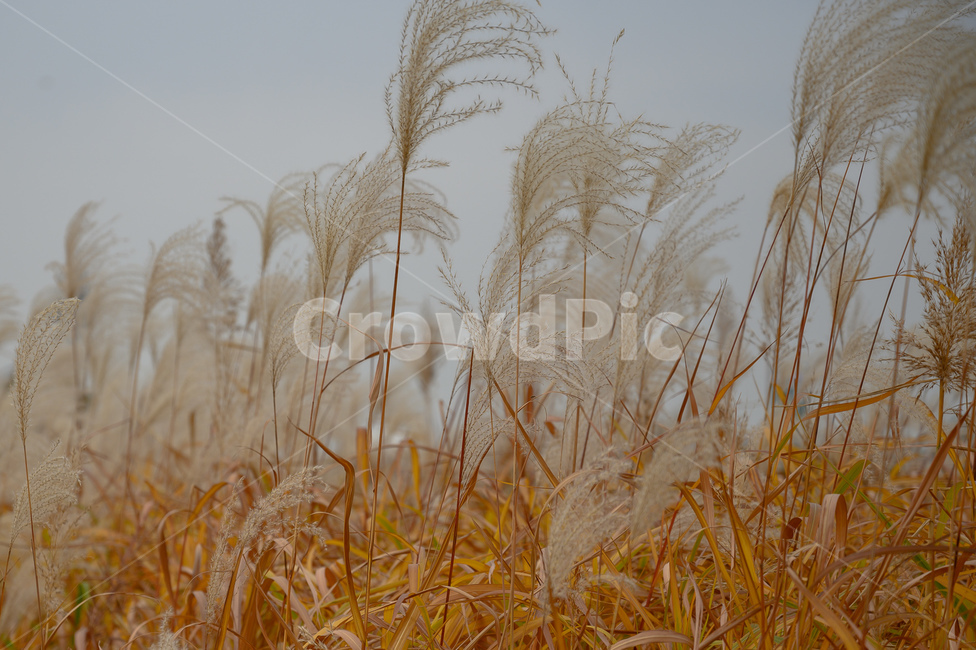 하늘공원,난지도,갈대,식물,바람,가을,계절,fall,autumn,season