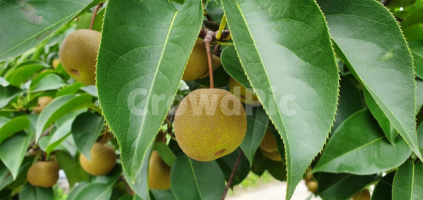돌배,과일,식물,자연,배,pear,friut,plants,nature