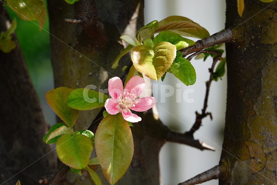 봄,계절,모과꽃,꽃,식물,자연,분홍,빛,나뭇잎,초록,flower,season,spring,nature,식물,자연,plants,nature,꽃,flower