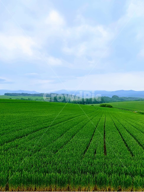 nature,field,outdoors,자연,들