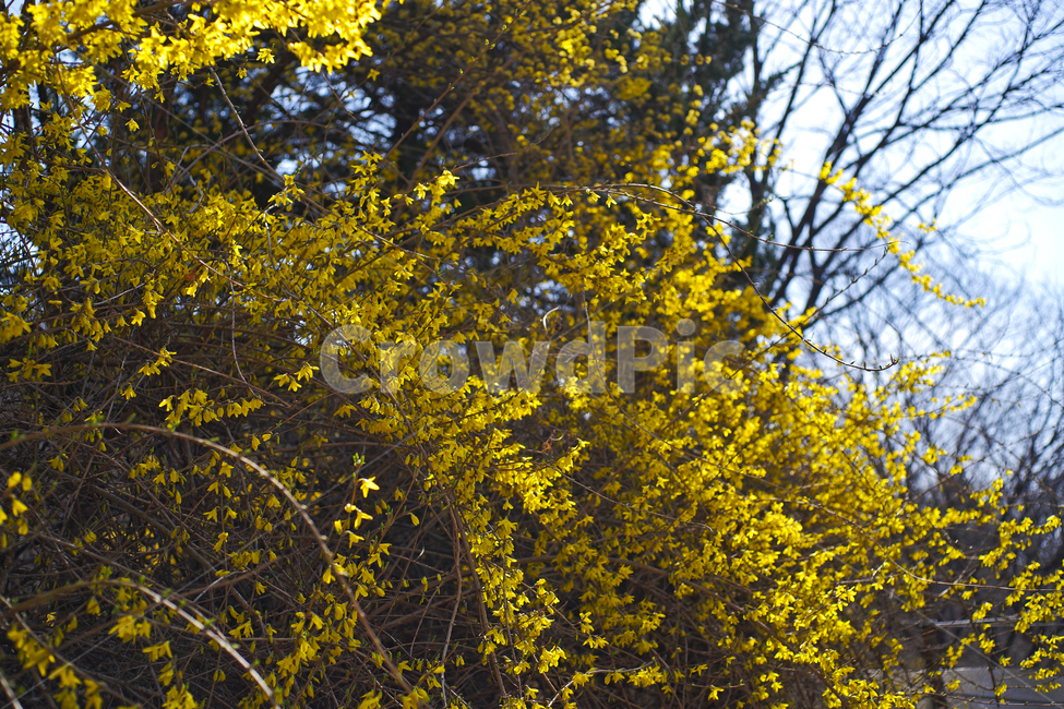 개나리,개나리꽃,봄,식물,노란색,영춘화,봄꽃,식물,자연,plants,nature