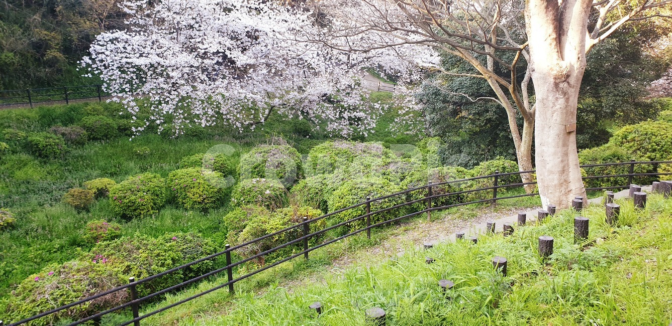 산책길,호수,까마귀,벚꽃,풍경