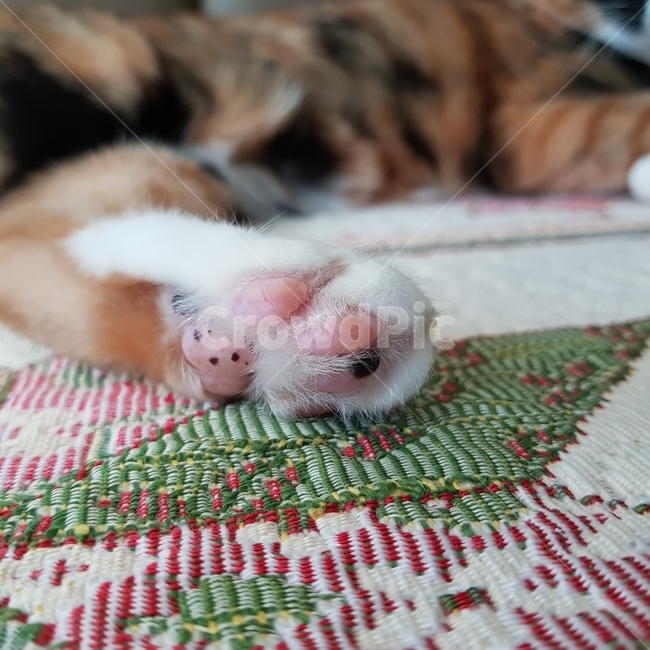 고양이,발바닥,얼룩,냐옹이,동물