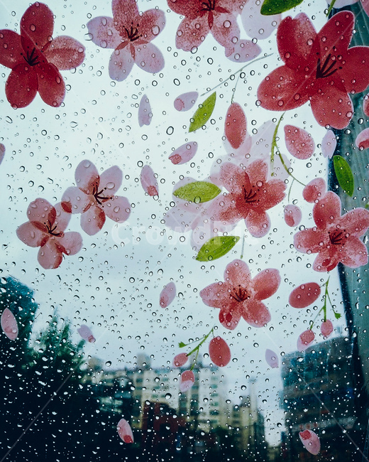 blossom,꽃,flower,petal,꽃잎