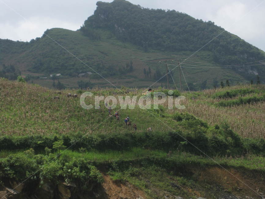 nature,자연,outdoors,옥외,countryside,산,mountain,green,ricefield,paddyfield,논