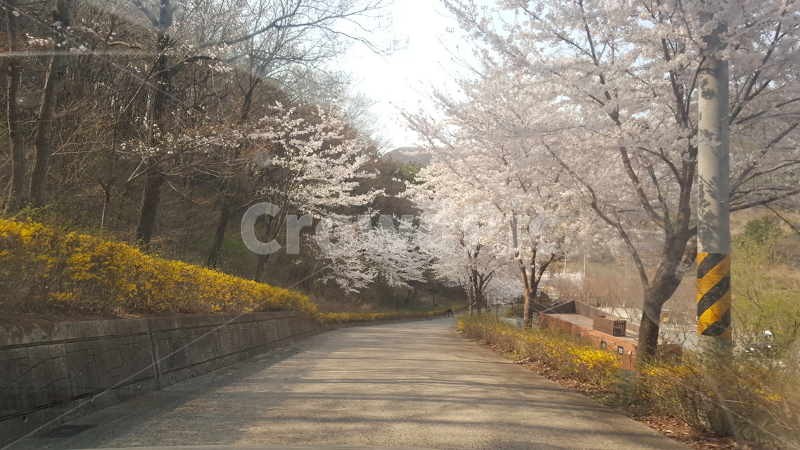 봄꽃,개나리,벗꽃,한적한,한가로이