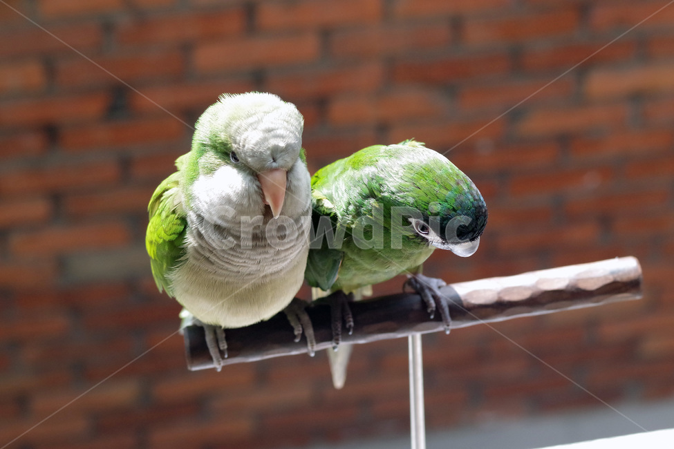 앵무새,봄,동물,조류,한스마카우,퀘이커,PARROT,MACAW,QUAKER,SPRING,동물,animal,조류,새,birds