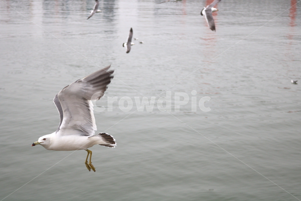 갈매기,새,조류,한강,동물,동물,animal,조류,새,birds