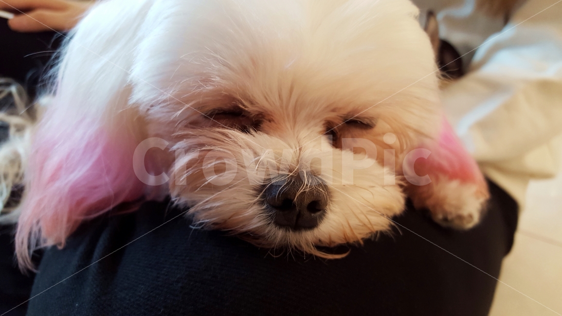 강아지,반려견,시츄,dog,ShihTzu,동물,animal,개,강아지,dog,doggy,포유류,mammal