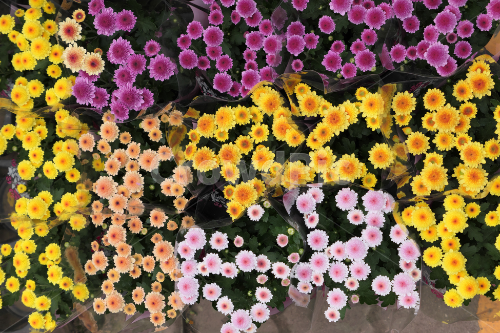 꽃,꽃밭,식물,제라늄,plant,geranium,blossom,식물,자연,plants,nature,꽃,flower