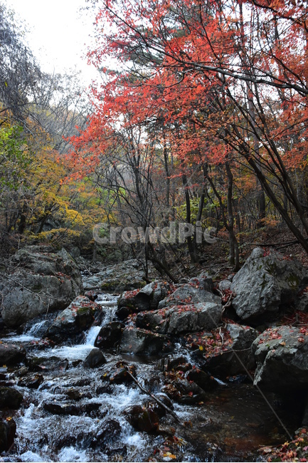 가을,단풍,울긋불긋,알록달록,형형색색,풍경,계절,시즌,아름다운,오색,치악산,부곡계곡,비경,감성,힐링,자연,가을,계절,fall,autumn,season,자연,풍경,nature,landscape