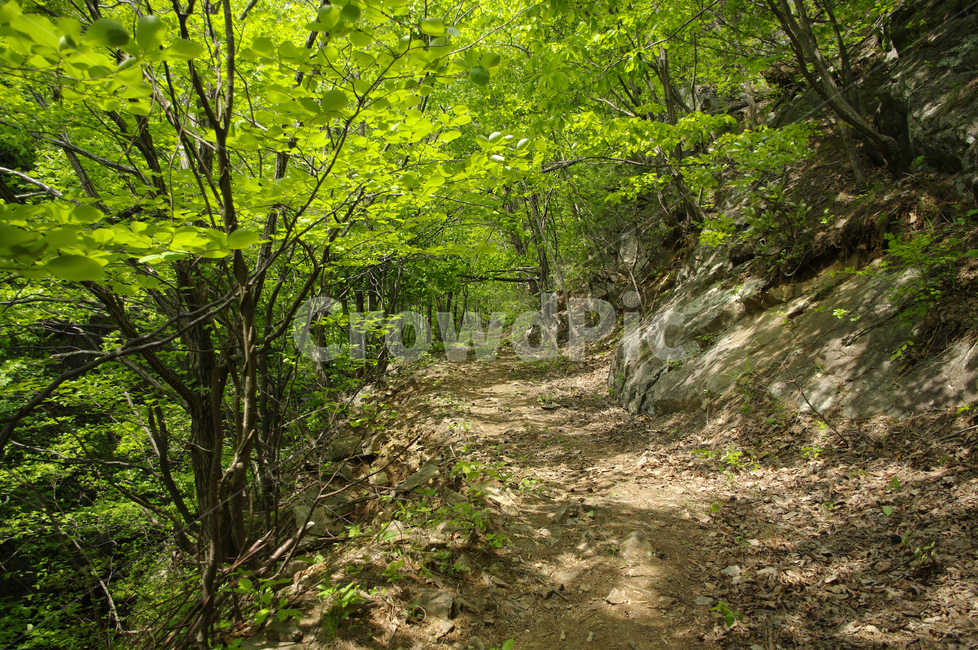 산길,길,숲,나무,풍경,식물,초록,자연,풍경,nature,landscape,ground,바닥,path,통로,gravel,자갈,dirt road,흙길,road,도로