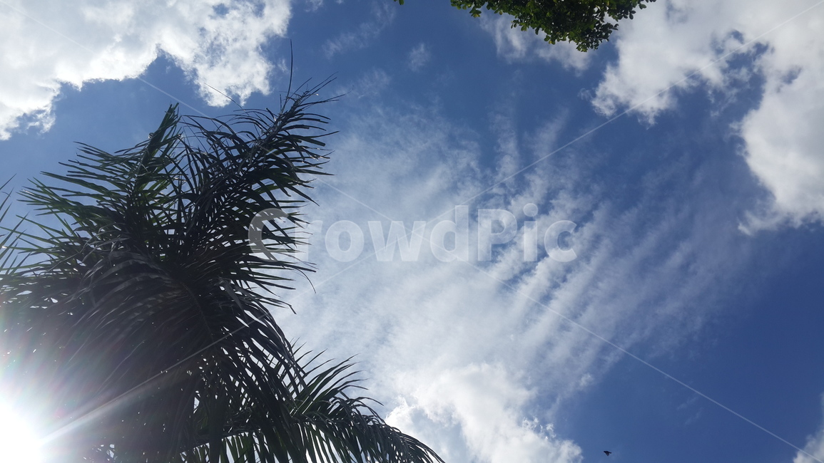 하늘,파란하늘,푸른하늘,나무,sky,blue,bluesky,clearsky,nature,자연,자연,풍경,nature,landscape,outdoors,옥외