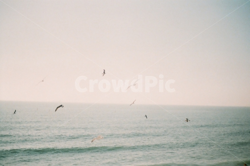 새,자연,바다,하늘,sky,자연,풍경,nature,landscape,동물,animal,조류,새,birds