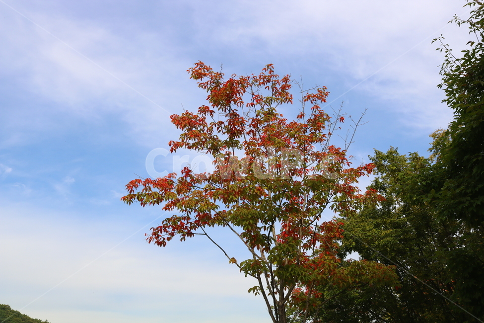 나무,단풍,복자기나무,식물,가을,자연,풍경,단풍잎,하늘,계절,가을,계절,fall,autumn,season,자연,풍경,nature,landscape,식물,plants,나무,trees,wood,tree,plant,leaf,잎
