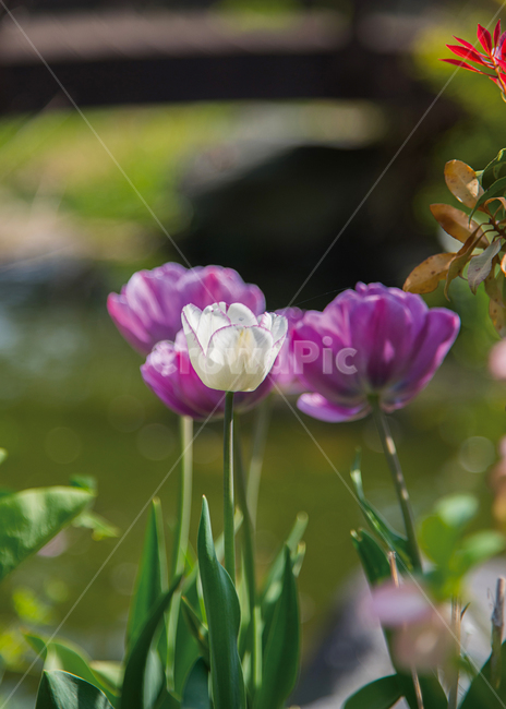 튤립,봄꽃,봄,꽃,가든,정원,식물,flower,garen,spring,식물,자연,plants,nature,꽃,flower