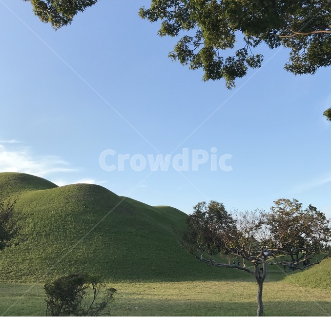 경주,나무,대릉원,풍경,연못,풀,여름,느티나무,자연풍경,한국전통,한국문화,korean traditional,korean culture,랜드마크,landmark,tourist attraction,한국랜드마크,한국관광지,한국명소,korea landmark,korea tourist attraction