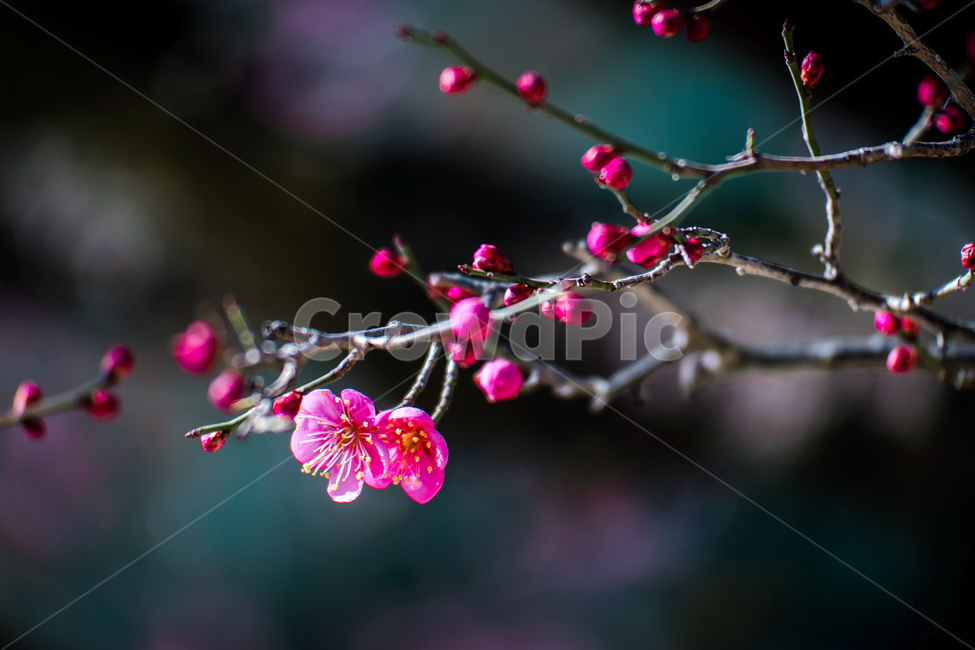 홍매화,자장매,통도사,봄,매화꽃,봄,계절,spring,season,식물,자연,plants,nature,꽃,flower,plant,blossom