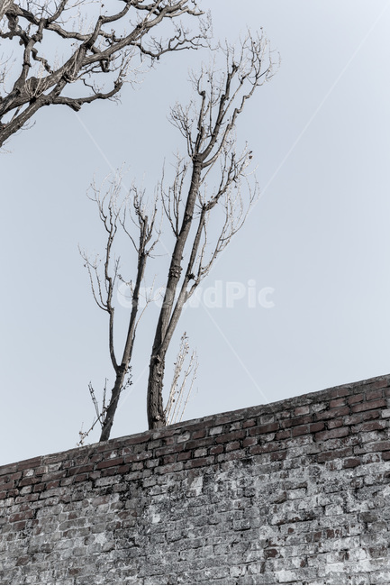미루나무,역사,문화유산,벽돌담,문양,무늬,식물,자연,plants,nature,나무,trees,wood,빈티지사진,빈티지느낌,빈티지감성,vintage,건축물,건물외관,exterior,building,structure,architecture,construction