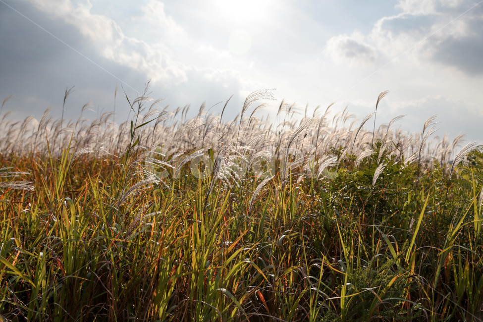 울산,갈대,억새,빛,가을,가을,계절,fall,autumn,season,grass,잔디,plant,식물,lawn