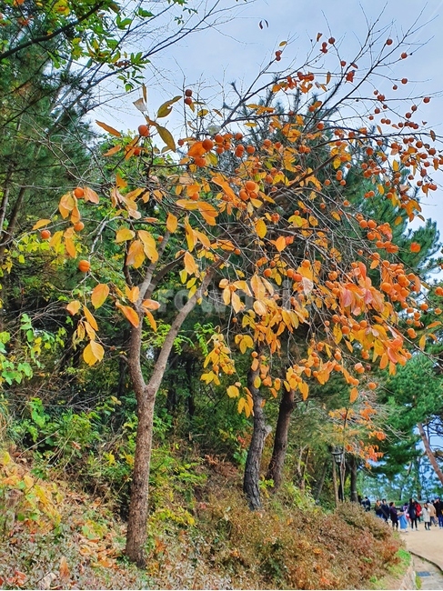 단풍,maple,식물,plant,tree,나무,leaf,잎,가을,가을,계절,fall,autumn,season