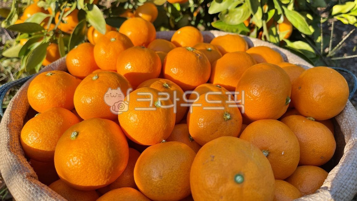 citrusfruit, 감귤류과일, 음식, food, 과일, 사진,이미지,일러스트,캘리그라피 - smytty작가