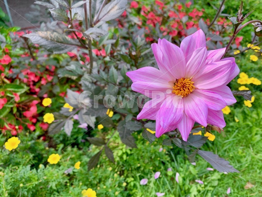 꽃,자연,flower,풀,식물,식물,자연,plants,nature,꽃,flower