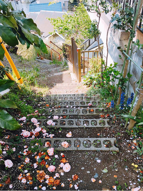 계단,꽃잎,봄,시골,그린,green,spring