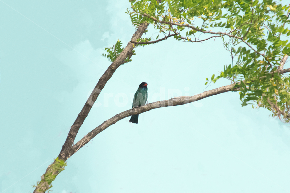 파랑새,행운,기다림,설래임,야생,동물,animal,조류,새,birds,색깔,색상,색채,색감,color sense,color sensitivity,feeling of color