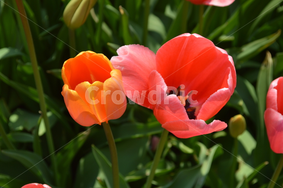 듈립,꽃,식물,flower,tulip