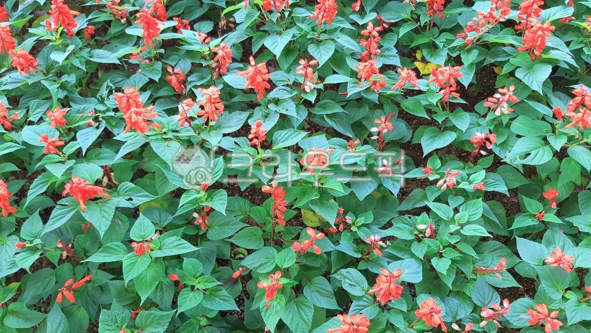 blossom,flower,scarletsage,Red,red,Scarlet Sage,plant,salvia,Sarbia,sage,garden,Salvia
