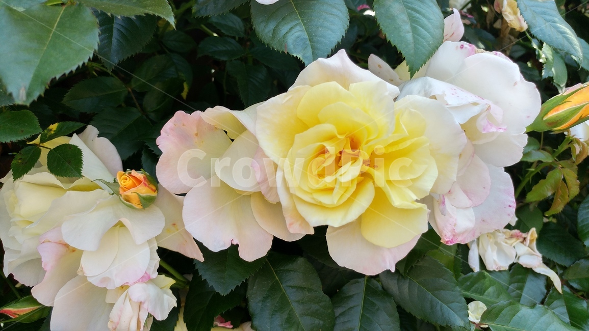 blossom,꽃,plant,식물,rose,장미,flower,장미꽃,식물,자연,plants,nature,꽃,flower
