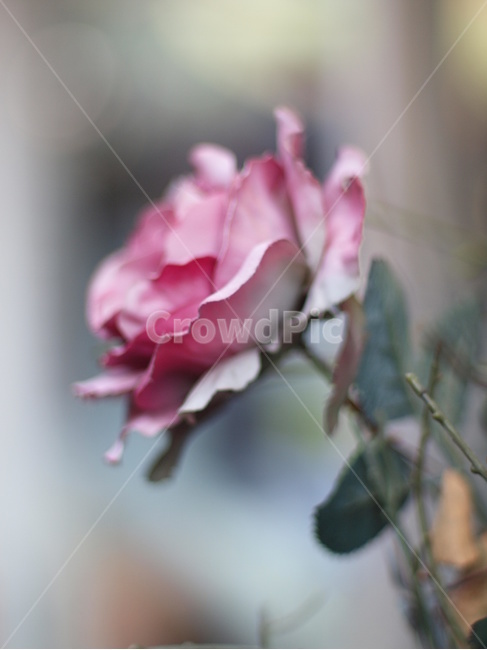 보케,rose,장미,flower,꽃,식물,blossom,plant,식물,자연,plants,nature,꽃,flower