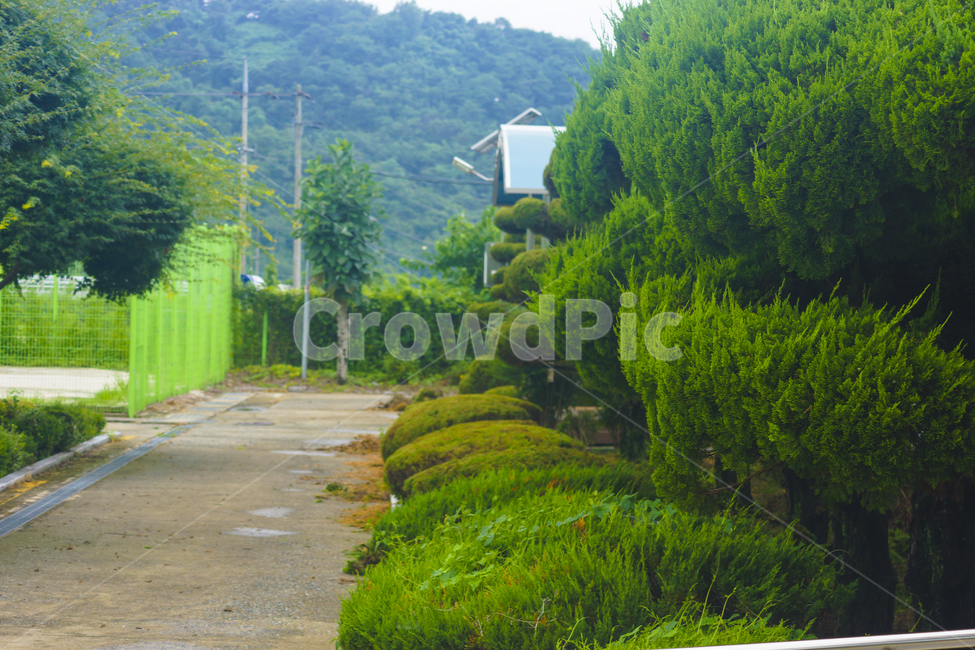 plant,식물,hedge,방지책,초목,vegetation,울타리