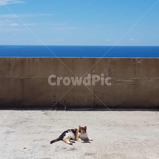 고양이,길냥이,길고양이,나른한오후,나른함,뒹굴뒹굴,동물,animal,포유류,mammal,고양이,cat,kitten,kitty