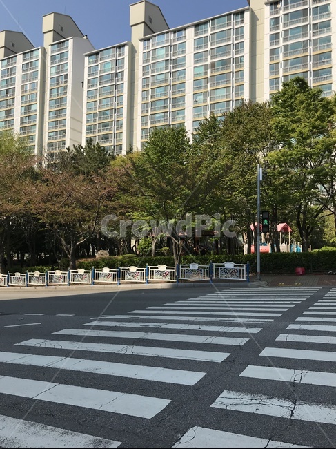 횡단보도,도보,도로,일상,산책,가로수,나무,아파트,도시,차도,도시,풍경,city,landscape,road,asphalt,아스팔트