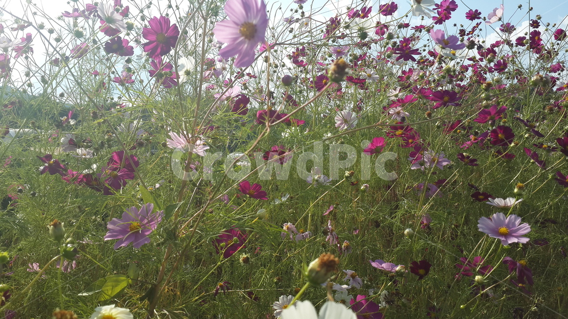 꽃,가을코스모스,코스모스,식물,flower,식물,자연,plants,nature,꽃,flower