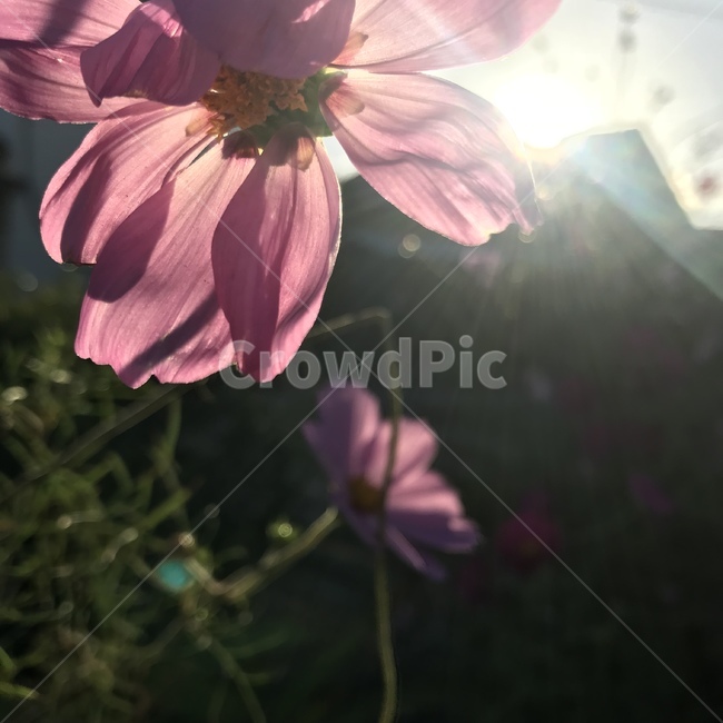 plant,식물,꽃,flower,빛,감성,식물,자연,plants,nature,꽃,flower