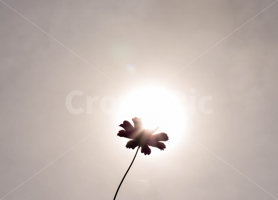 꽃,코스모스,태양,감성,사진,식물,자연,plants,nature,꽃,flower,연출,컨셉,콘셉,direction,concept