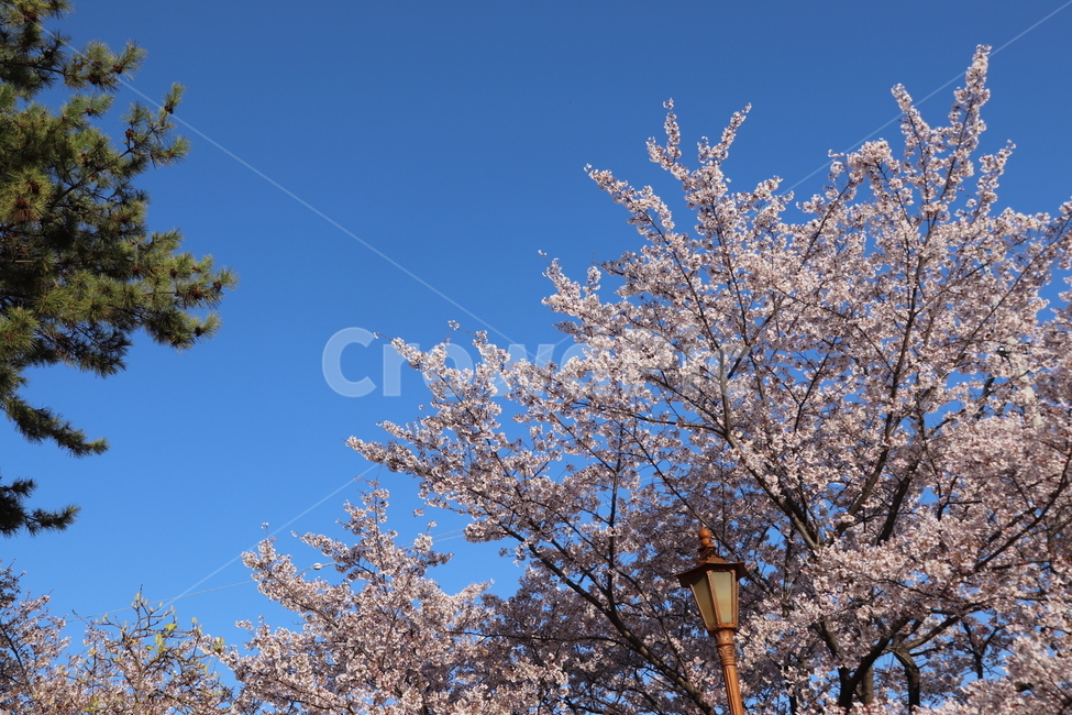 plant,벛꽃,꽃놀이,cherryblossom,체리블라썸,봄,꽃,자연,식물,풍경,봄,계절,spring,season,식물,자연,plants,nature,꽃,flower