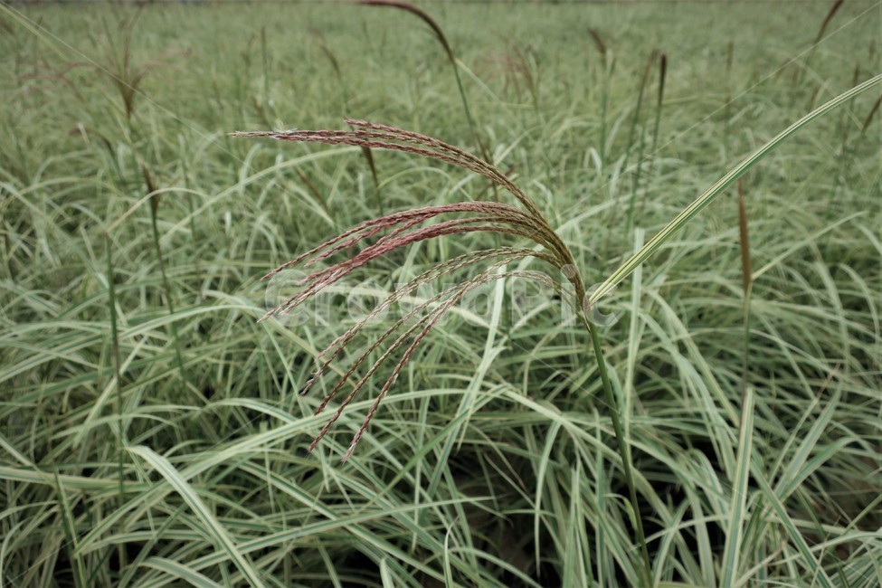 무늬억새,억새,억새풀,가을,자연,풀,식물,계절,풍경,식물,자연,plants,nature
