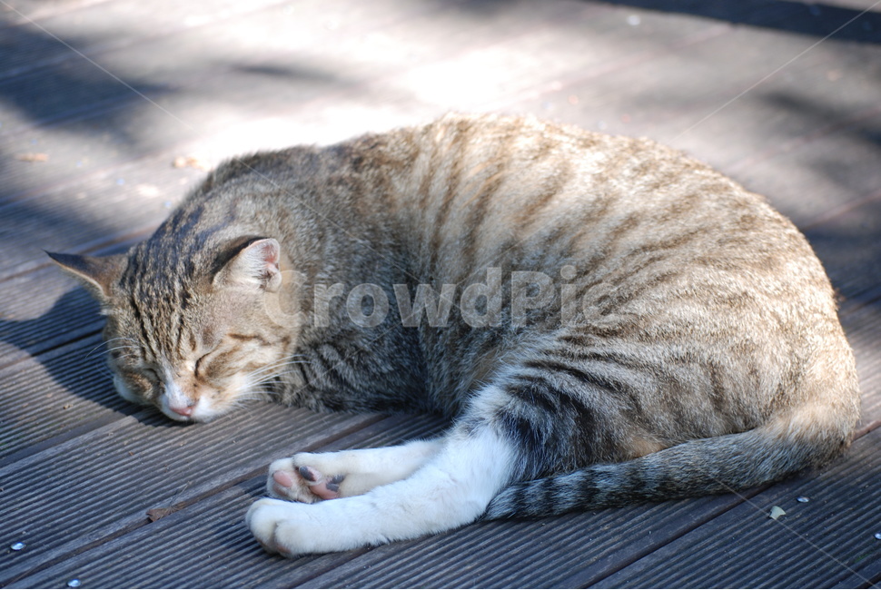 고양이,cat,동물,animal,평화로움,동물,animal,고양이,cat,kitten,kitty
