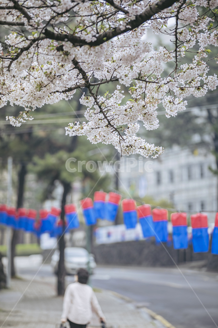 person,사람,human,인간,봄,제주,제주도,전농로,벚꽃,벚나무,만개,행인,도시,길,연등,plant,식물,flower,꽃,blossom