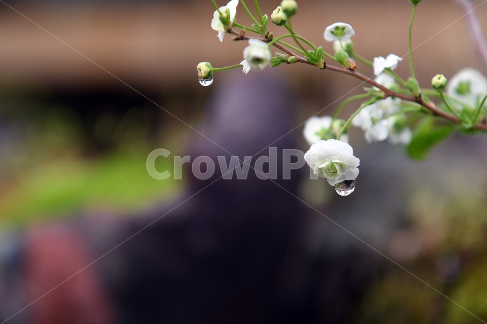 식물,꽃,감성사진,자연,flower,꽃사진,봄,봄꽃,계절,빗방울,비,감성,4월,spring,힐링,자연풍경,풍경,봄,계절,spring,season,식물,자연,plants,nature,꽃,flower,plant,blossom